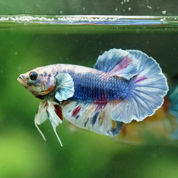 Multicolor/Galaxy Koi Plakat -10 weeks Old