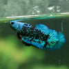 Black Galaxy Koi Plakat (Avatar) - Female- 13 Weeks Old