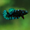 Black Galaxy Koi Plakat (Avatar) - Female- 13 Weeks Old