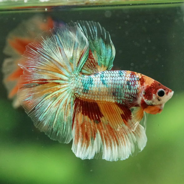 Galaxy/Candy Koi Halfmoon - 11 weeks old
