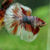 Galaxy/Candy Koi Halfmoon - 14 weeks old