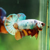 Multicolor/Galaxy Koi Plakat -16 weeks Old