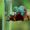 Multicolor/Galaxy Koi Plakat -16 weeks Old