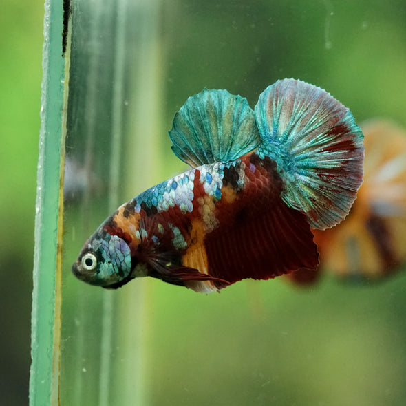 Multicolor/Galaxy Koi Plakat -16 weeks Old