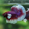 Dumbo Halfmoon - 13 weeks old