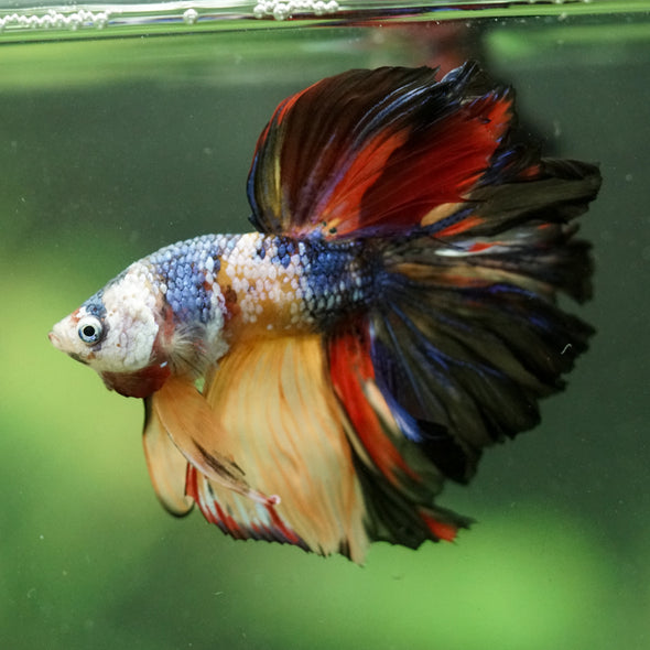 Galaxy/Candy Koi Halfmoon - 14 weeks old