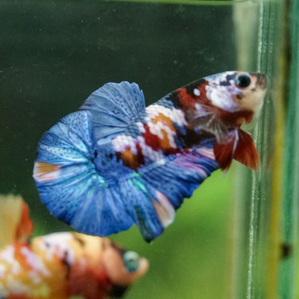 Multicolor/Galaxy Koi Plakat -16 weeks Old