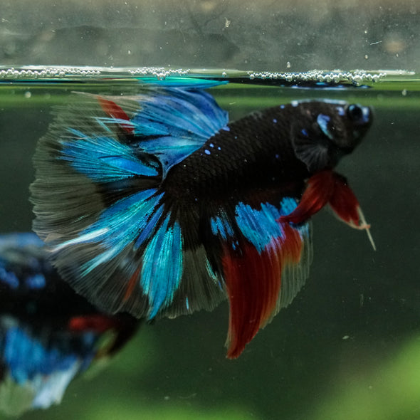 Black Base Galaxy Koi Halfmoon (Avatar) - 14 weeks old