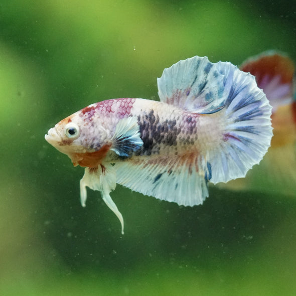 Multicolor/Galaxy Koi Plakat -10 weeks Old