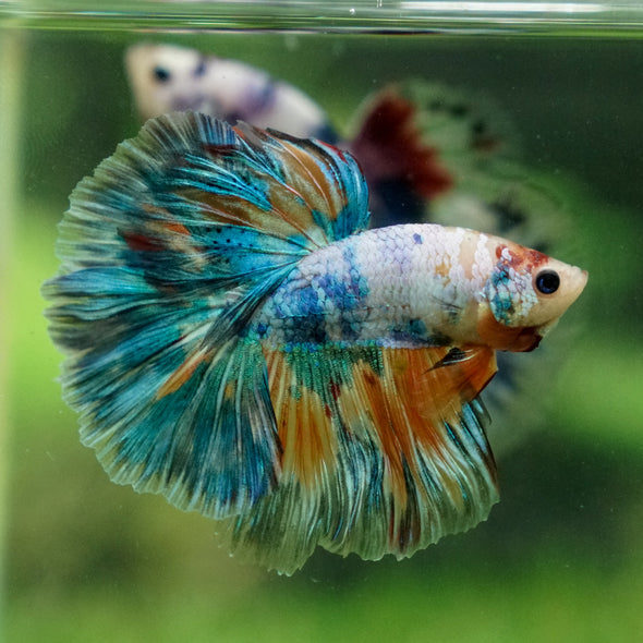 Galaxy/Candy Koi Halfmoon - 13 weeks old