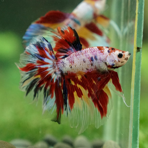 Galaxy/Candy Koi Halfmoon - 13 weeks old