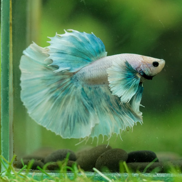 Dumbo Halfmoon - 14 weeks old