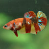 Multicolor/ Galaxy Koi Plakat- Female- 13 Weeks Old