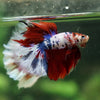 Galaxy/Candy Koi Halfmoon - 14 weeks old