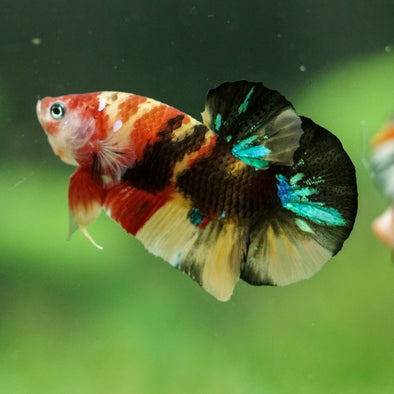 Multicolor/Galaxy Koi Plakat -16 weeks Old
