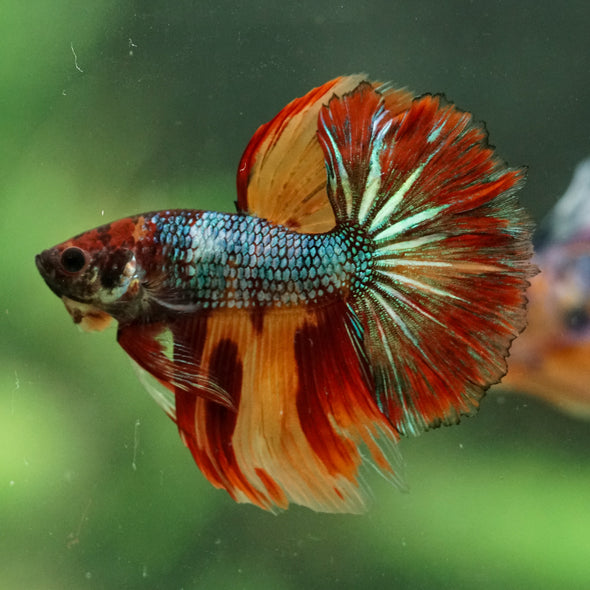 Galaxy/Candy Koi Halfmoon - 14 weeks old