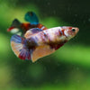 Multicolor/ Galaxy Koi Plakat- Female- 13 Weeks Old