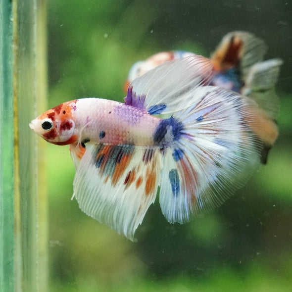 Galaxy/Candy Koi Halfmoon - 14 weeks old