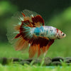 Galaxy/Candy Koi Halfmoon - 14 weeks old