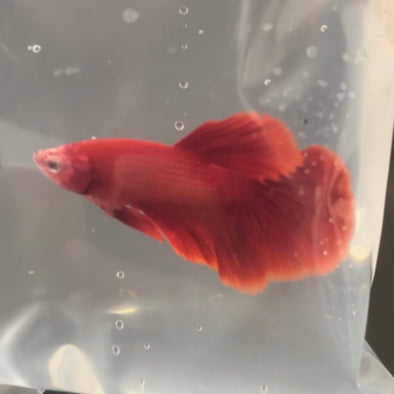 Super Red Halfmoon male - Customer’s request