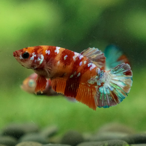 Multicolor/ Galaxy Koi Plakat - Female- 13 Weeks Old