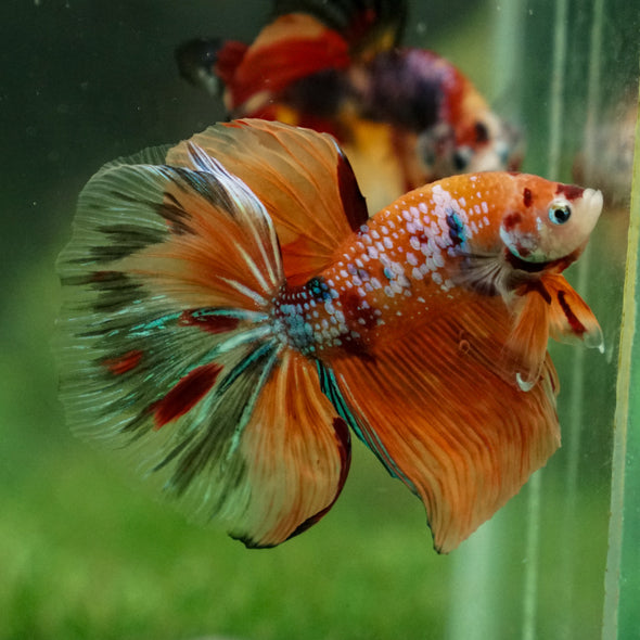 Galaxy Koi Halfmoon - 13 weeks old