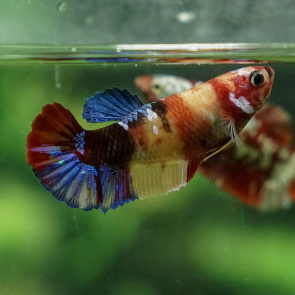 Multicolor/ Galaxy Koi Plakat - Female- 13 Weeks Old