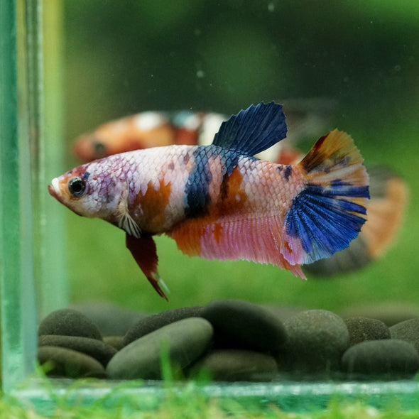 Multicolor/ Galaxy Koi Plakat- Female- 13 Weeks Old