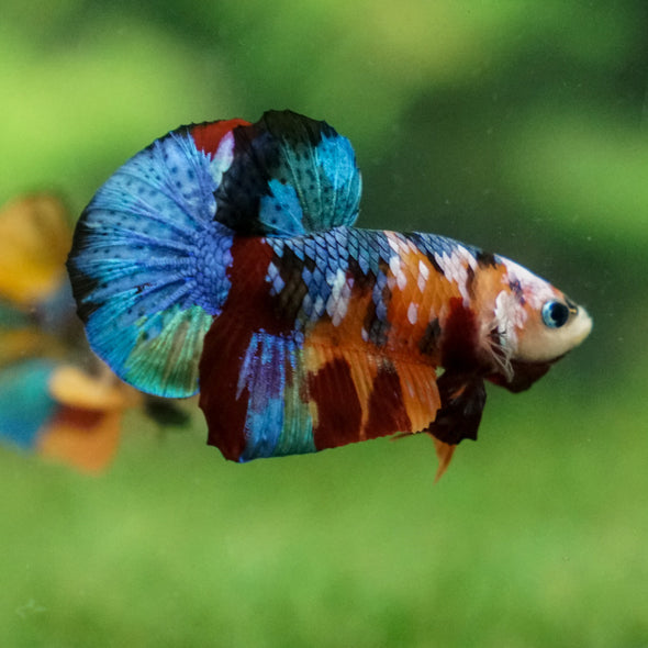 Multicolor/Galaxy Koi Plakat -13 weeks Old