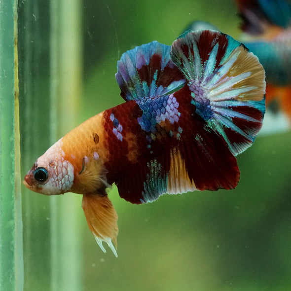 Multicolor/Galaxy Koi Plakat -16 weeks Old