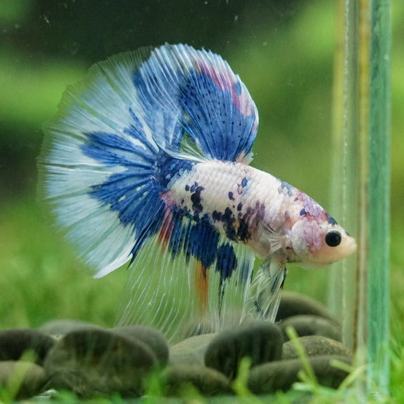 Galaxy/Candy Koi Halfmoon - 14 weeks old