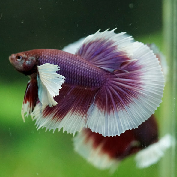 Dumbo Halfmoon - 12 weeks old