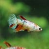 Multicolor/ Galaxy Koi Halfmoon- Female- 13 Weeks Old