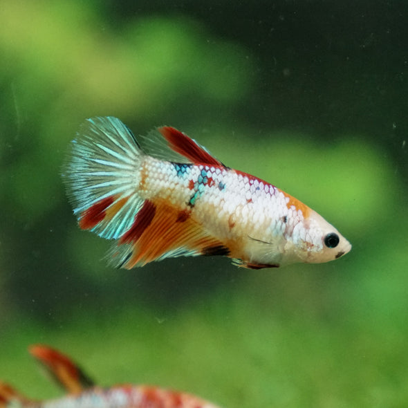 Multicolor/ Galaxy Koi Halfmoon- Female- 13 Weeks Old
