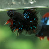 Black Base Galaxy/Candy Koi Halfmoon - 14 weeks old