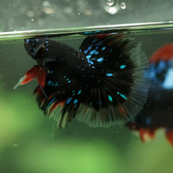 Black Base Galaxy/Candy Koi Halfmoon - 14 weeks old