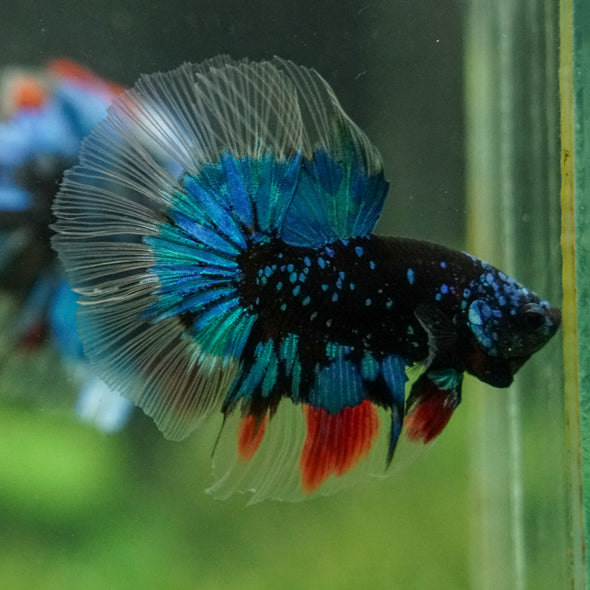 Black Base Galaxy Koi Halfmoon (Avatar) - 14 weeks old