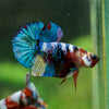 Multicolor/Galaxy Koi Plakat -16 weeks Old