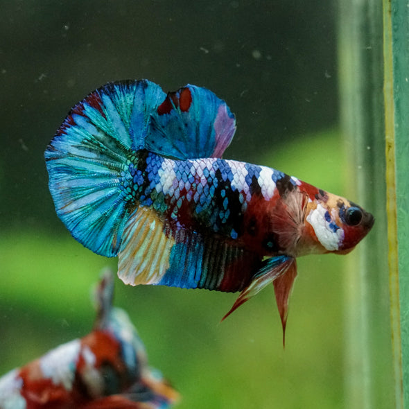 Multicolor/Galaxy Koi Plakat -16 weeks Old