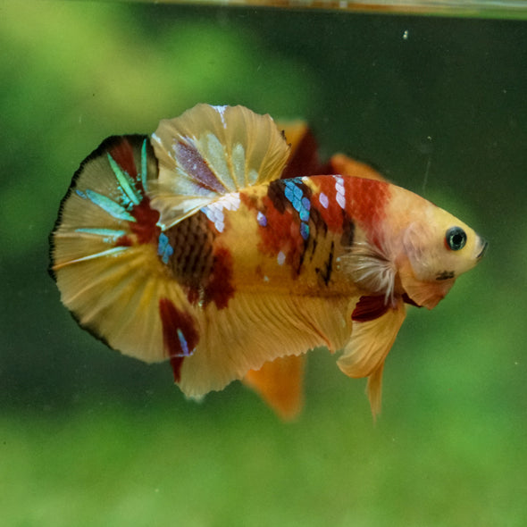 Multicolor/Galaxy Koi Plakat -13 weeks Old