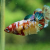 Pack of 5 Multicolored/Galaxy Koi Plakat - Female