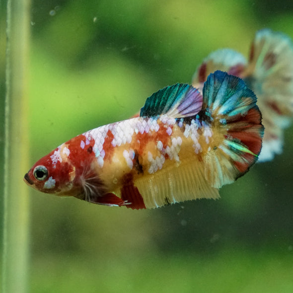 Pack of 2 Multicolored/Galaxy Koi Plakat - Female