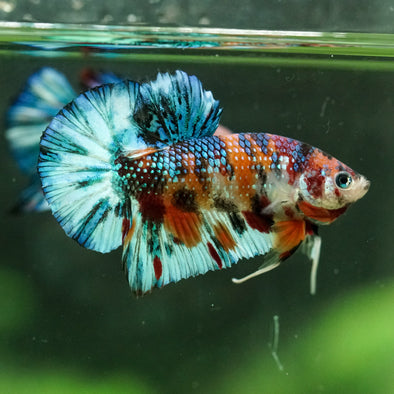 Multicolor/Galaxy Koi Plakat -16 weeks Old