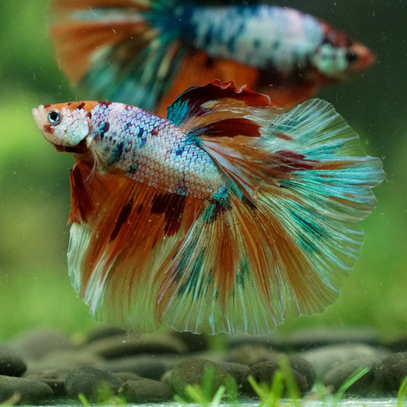 Galaxy/Candy Koi Halfmoon - 13 weeks old