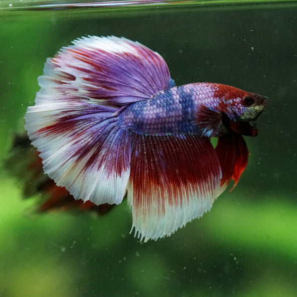 Galaxy/Candy Koi Halfmoon - 13 weeks old