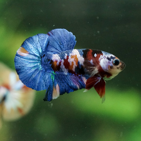 Multicolor/Galaxy Koi Plakat -16 weeks Old