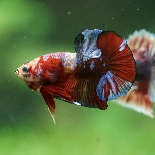 Multicolor/Galaxy Koi Plakat -11 weeks Old