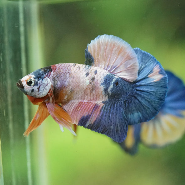 Multicolor/Galaxy Koi Plakat -16 weeks Old