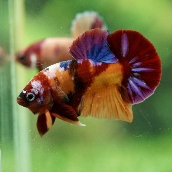 Multicolor/Galaxy Koi Plakat -14 weeks Old