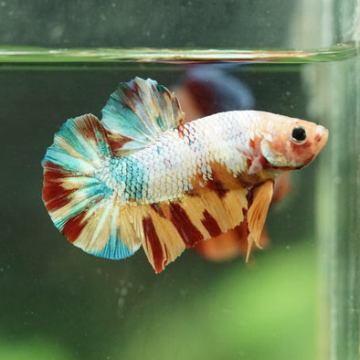 Multicolor/Galaxy Koi Plakat -16 weeks Old